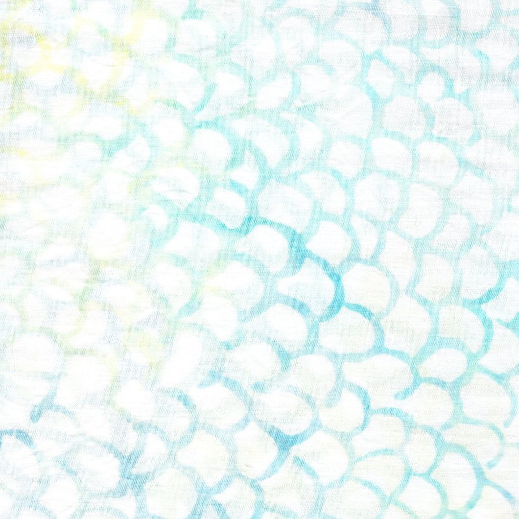 Tonga Scallops / Surf ba3222