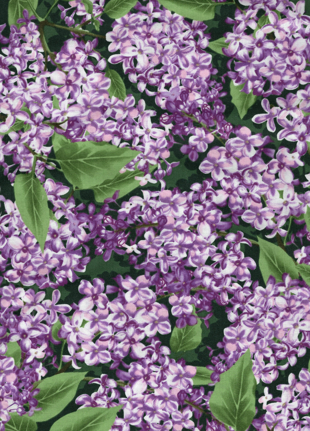 Purple Lilacs flo322