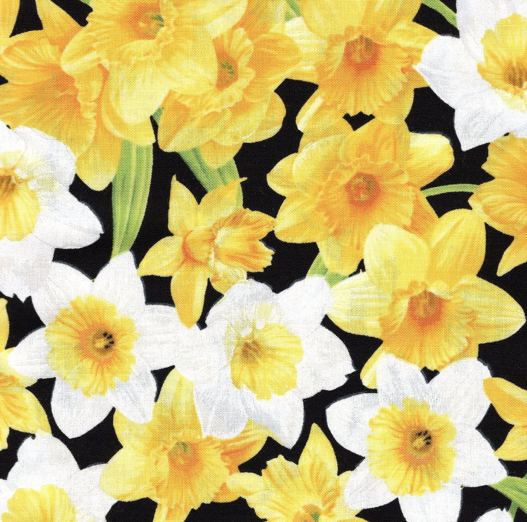 Daffodils / Black flo504